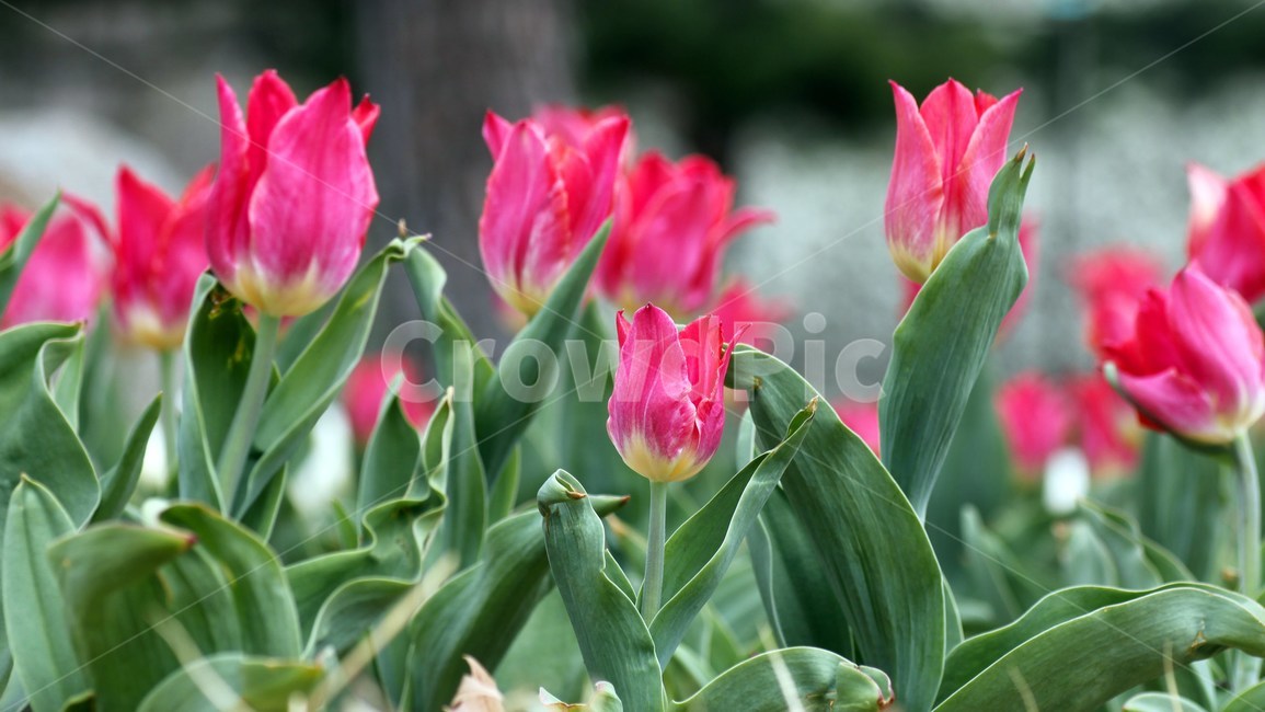 plant,식물,튤립,tulip,flower,blossom,꽃,식물,자연,plants,nature,꽃,flower