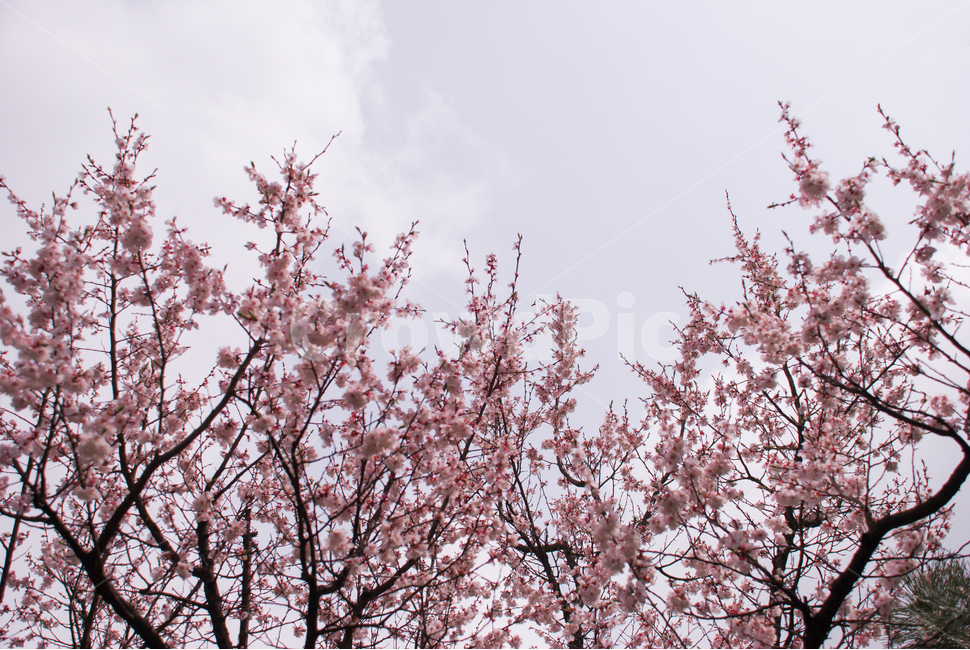 봄,벚꽃,꽃,배경,자연,풍경,하늘,나무,공원,cherryblossoms,식물,벚나무,매화,계절,축제,조경,나뭇가지,시골,경치,화사한,핑크,향기,분홍,맑음,spring,season,flower,생화,만개,만발,봄,계절,spring,season,식물,자연,plants,nature,꽃,flower,plant,blossom