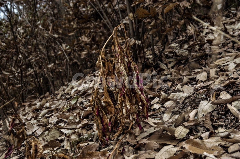 자연,산,낙엽,가을,겨울,대구,와룡산,꽃,나무,분위기,감성,식물,자연,plants,nature