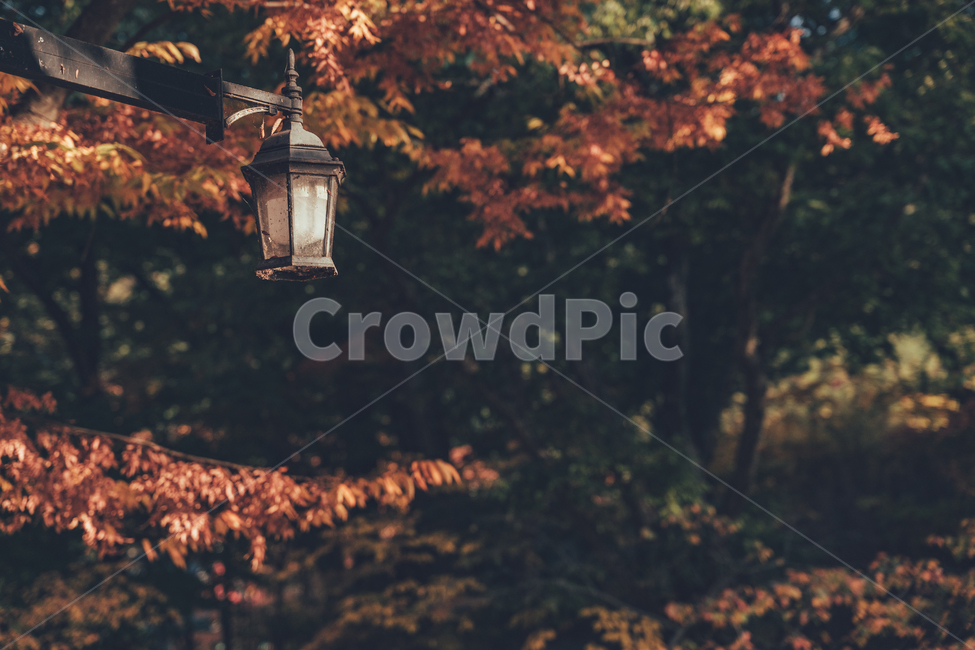가을,나무,단풍,낙엽,풍경,감성,가을,계절,fall,autumn,season,자연,풍경,nature,landscape