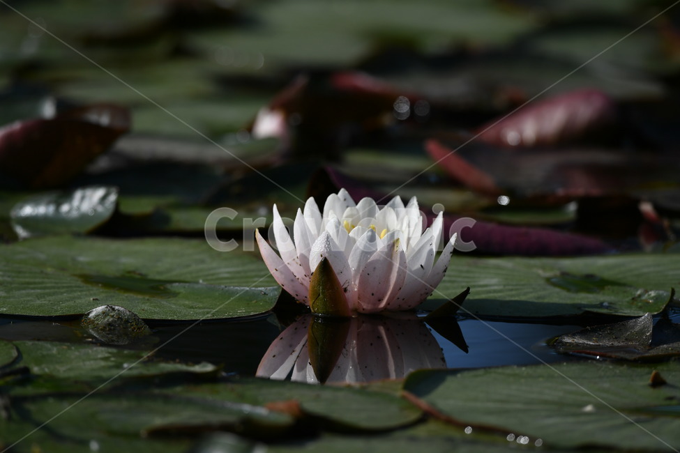 식물,꽃,자연풍경,감성사진,봄,5월,연꽃,연,수련,식물,자연,plants,nature,꽃,flower