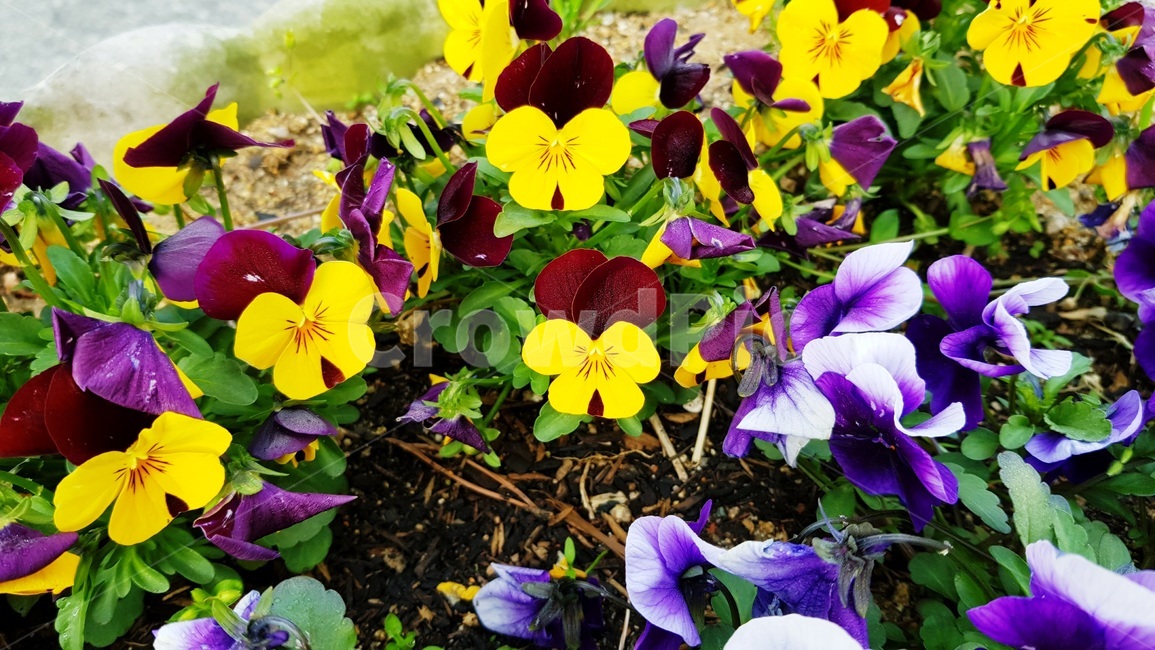 팬지,팬지꽃,삼색재비꽃,꽃,화분,식물,자연,plants,nature,꽃,flower