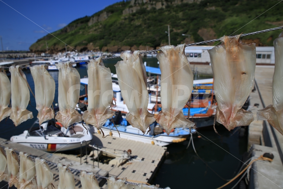 한치오징어,자구네포구,고산리,제주,제주도,jeju,jejudo,제주여행,제주풍경,당산봉,반건조한치,음식,식재료,요리,food,cook,meal,dishes,food reserves,수산물,해산물,fishery products,seafood