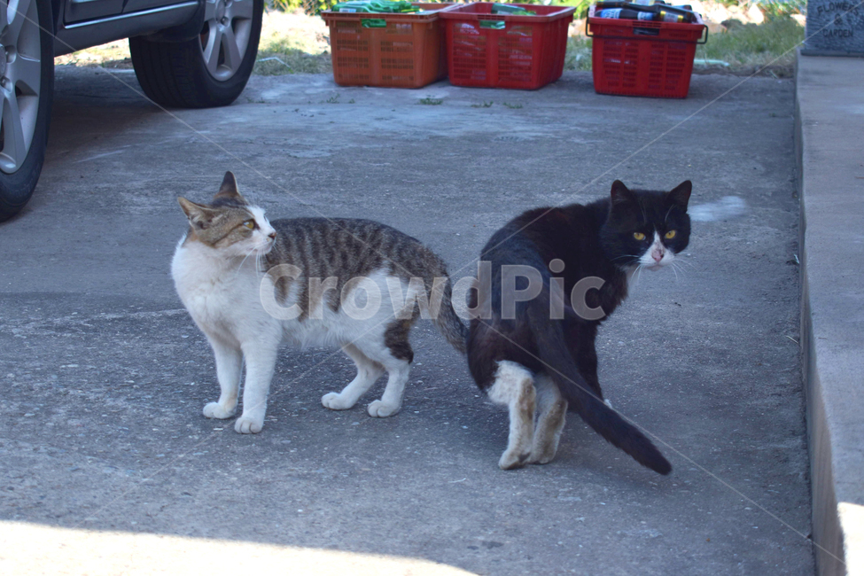 길고양이,고등어태비,턱시도고양이,두마리,cat,고양이,동물,animal,포유류,mammal,고양이,cat,kitten,kitty