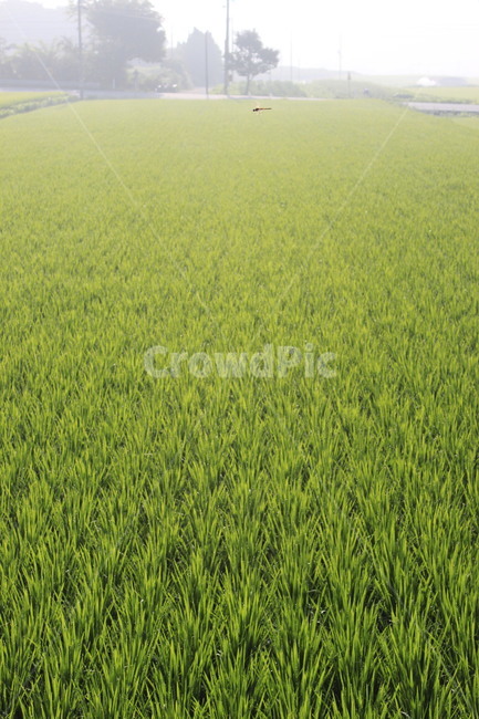 논,논밭,벼,시골,이슬,녹색,자연,농업,잠자리