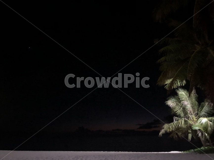 nature,자연,outdoors,옥외,tree,나무,plant,식물,야경,밤,저녁,night,감성,야자,야자수