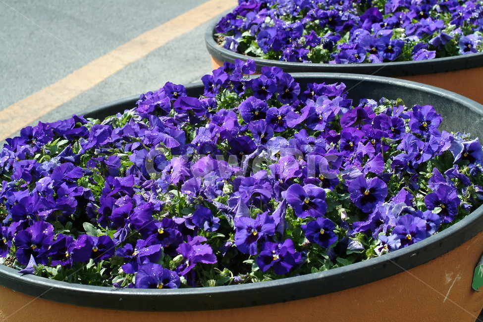 plant,식물,제라늄,geranium,꽃,flower