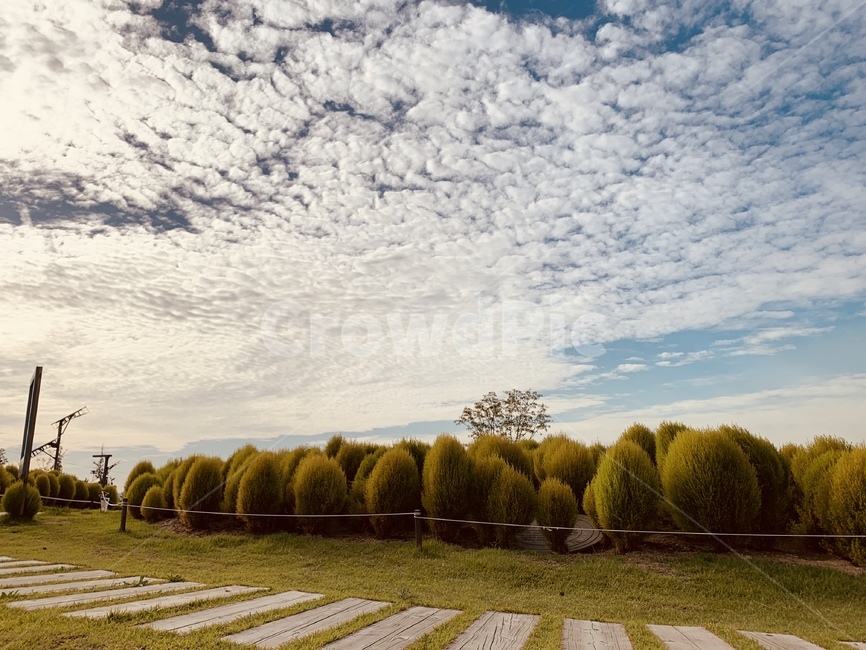 plant,식물,grass,잔디,하늘,공원