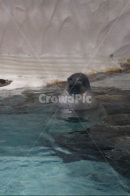 수족관,아쿠아리움,동물,가이유칸,카이유칸,여행,물개,동물,animal,포유류,mammal