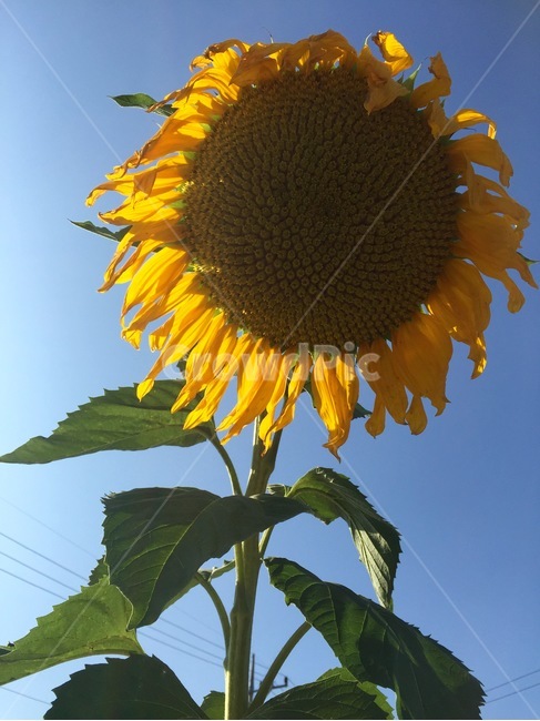 해바라기,가을,하늘,풍경,꽃,배경화면,가을하늘,가을이미지,여름,계절,summer,season,가을,fall,autumn,식물,자연,plants,nature,꽃,flower,plant,blossom
