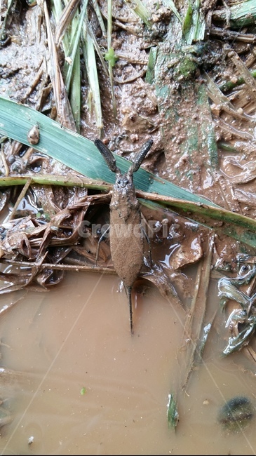 장구애비,수서곤충,곤충,논생물,논생태,동물,animal,곤충,벌레,insect,bug