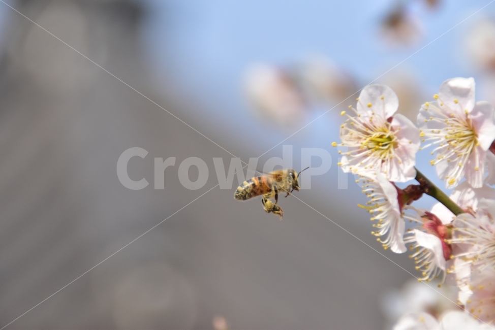 꿀벌,honeybee,매화,꽃과벌,곤충,봄,식물,자연,plants,nature,꽃,flower,동물,animal,곤충,벌레,insect,bug