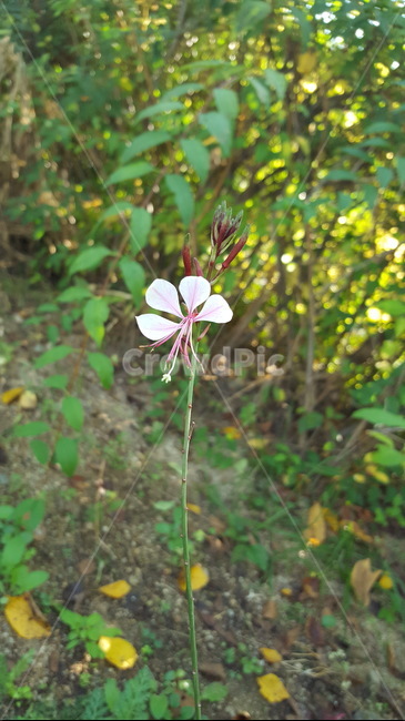 자연,식물,꽃,싱그러운,힐링,초록이,식물,자연,plants,nature,꽃,flower