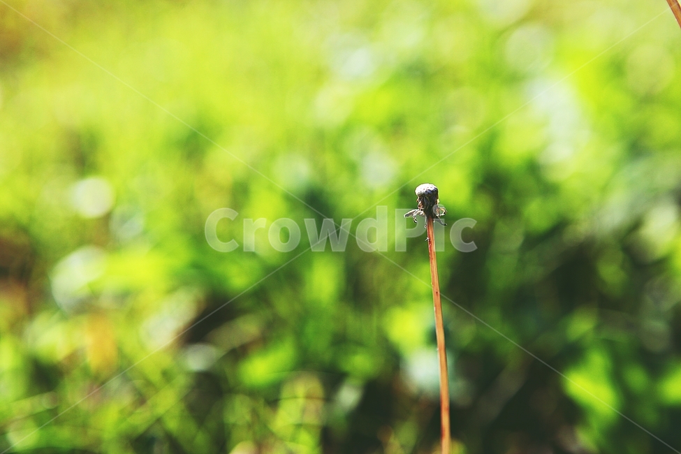 민들레,꽃,홀씨,자연,줄기,식물,공원,야외,식물,자연,plants,nature,꽃,flower