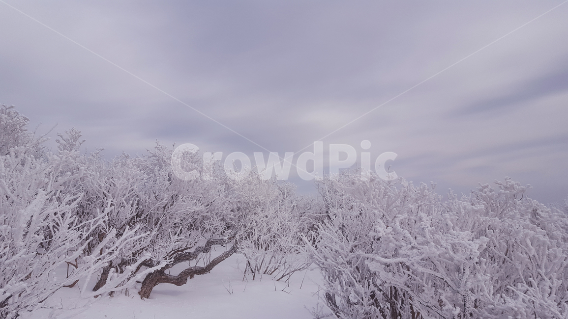 백두대간,강원도,폭설,태백산맥,눈꽃,눈밭,하이킹,snow,nature,강원도등산