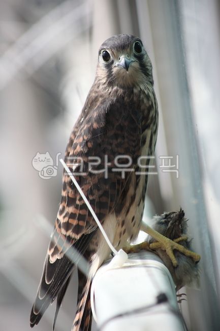 kestrel,황조롱이,bird,새,hawk,동물,animal,조류,새,birds