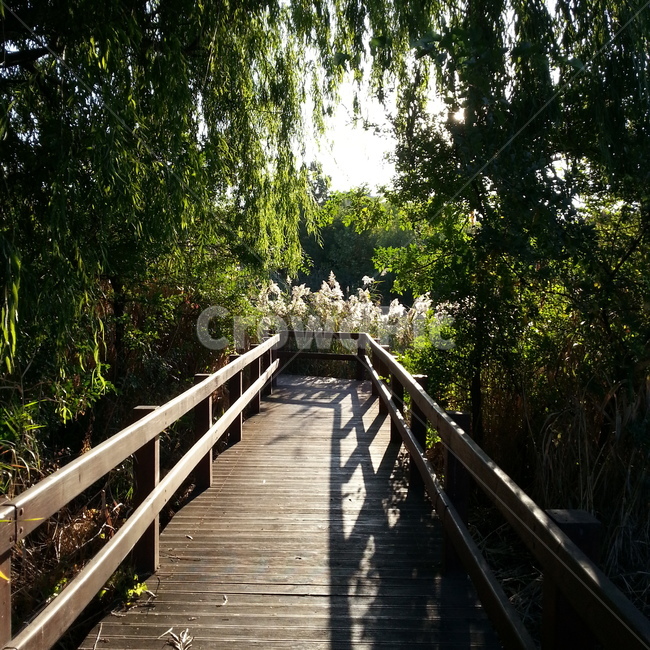 숲,가로수,산책,데크,나무,풍경