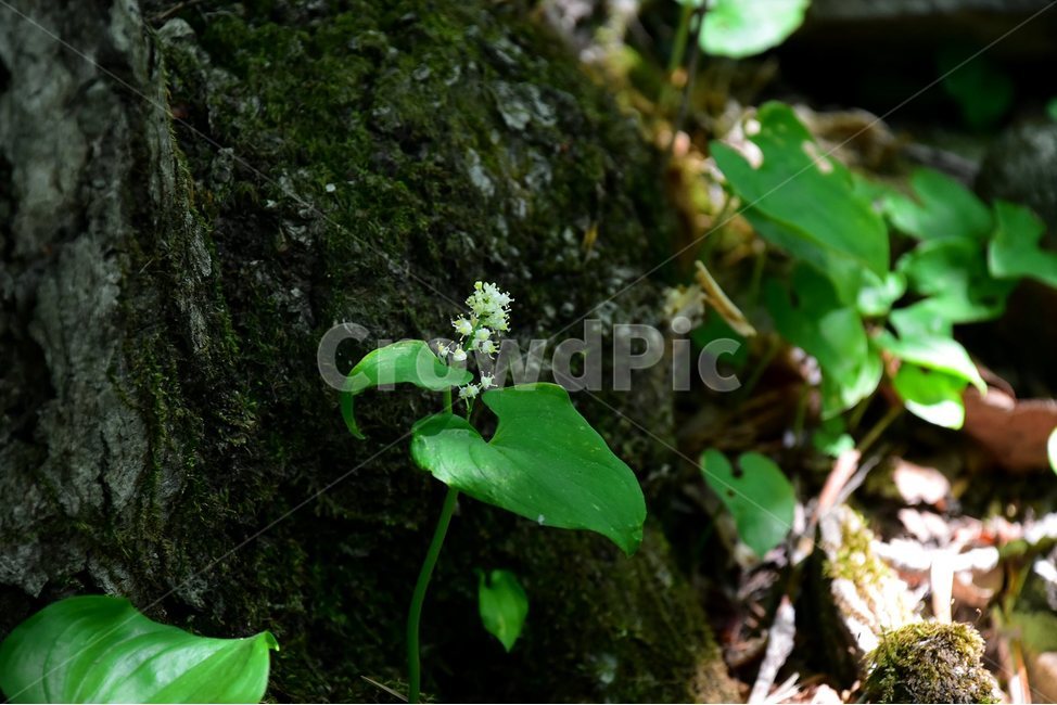 두루미꽃,야생화,꽃,식물,자연,생태,플라워,flower,plants,nature,식물,자연,plants,nature,꽃,flower
