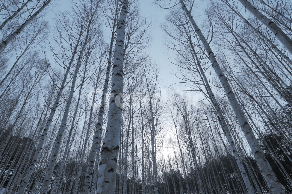 자작나무,자작나무숲,인제,설경,겨울,풍경,snow,눈,landscape,겨울,계절,winter,season,자연,풍경,nature,landscape,식물,plants,나무,trees,wood,tree,plant