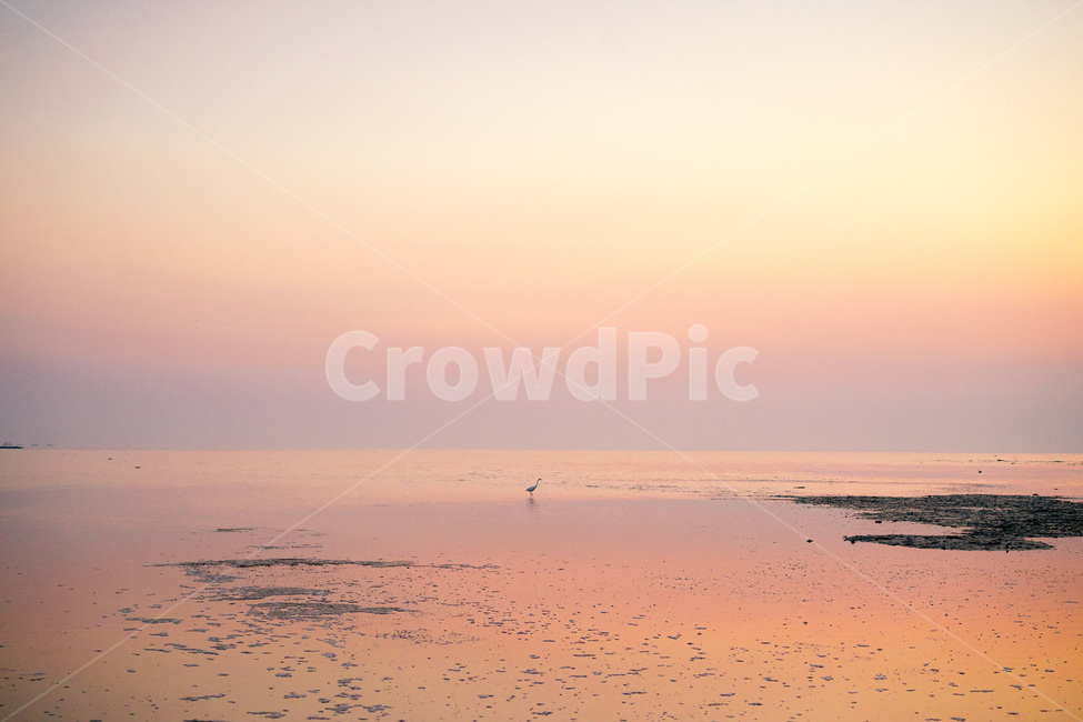 자연,풍경,감성,바다,노을,저녁노을,바다노을,자연,풍경,nature,landscape,해변,바다,beach,sea,동물,animal,조류,새,birds,색깔,색상,색채,색감,color sense,color sensitivity,feeling of color,outdoors,옥외