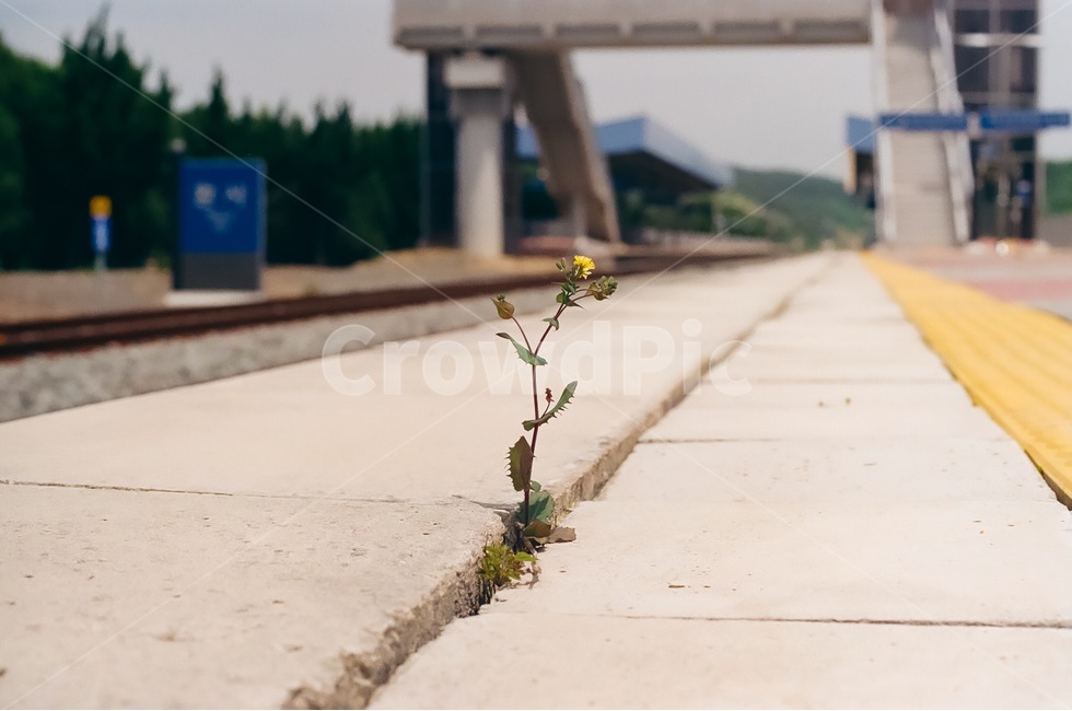 시골,간이역,사진,들꽃,열차,진주,돌틈,생명력,질긴,잡초,버티다,끊질지게,존버,식물,자연,아날로그,여름,이미지,필름사진,Plants,nature,Flower,landscape,Spring,Station,Train,식물,자연,plants,nature,꽃,flower,감성,sensible,feeling