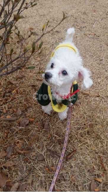 강아지,푸들,궈여운,배경,애완동물,동물,animal,포유류,mammal,개,강아지,dog,doggy