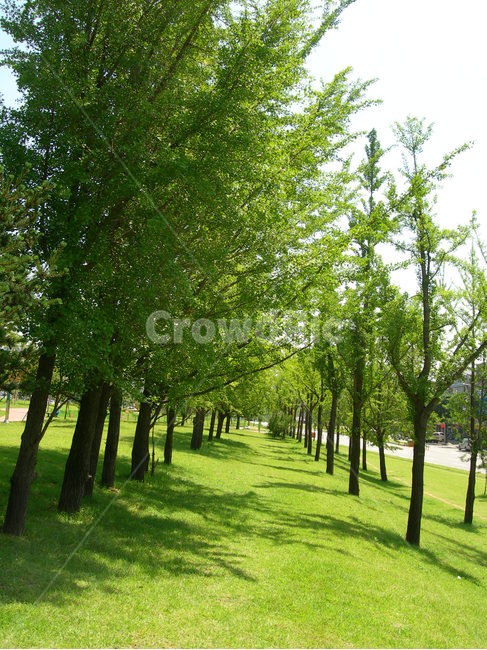 나무,숲,자연,휴식,힐링,초록,tree,forest,nature,rest,healing,green