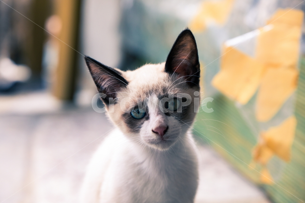 고양이,야용이,동물,냐용이,귀여움,이쁨,포즈,동물,animal,포유류,mammal,고양이,cat,kitten,kitty