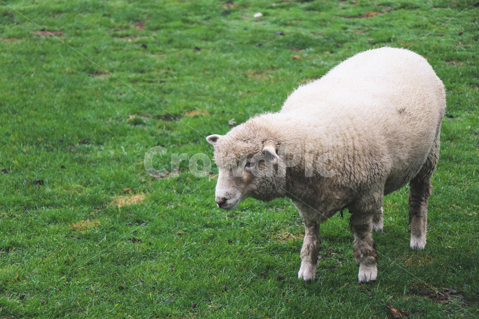 양,sheep,농장,아그로돔,뉴질랜드,가축,동물,동물,animal,포유류,mammal