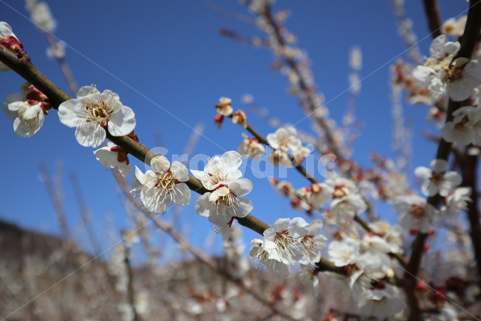 flower,blossom,plum,매화,나무,하늘,봄꽃,봄,spring,식물,자연,plants,nature,꽃,flower