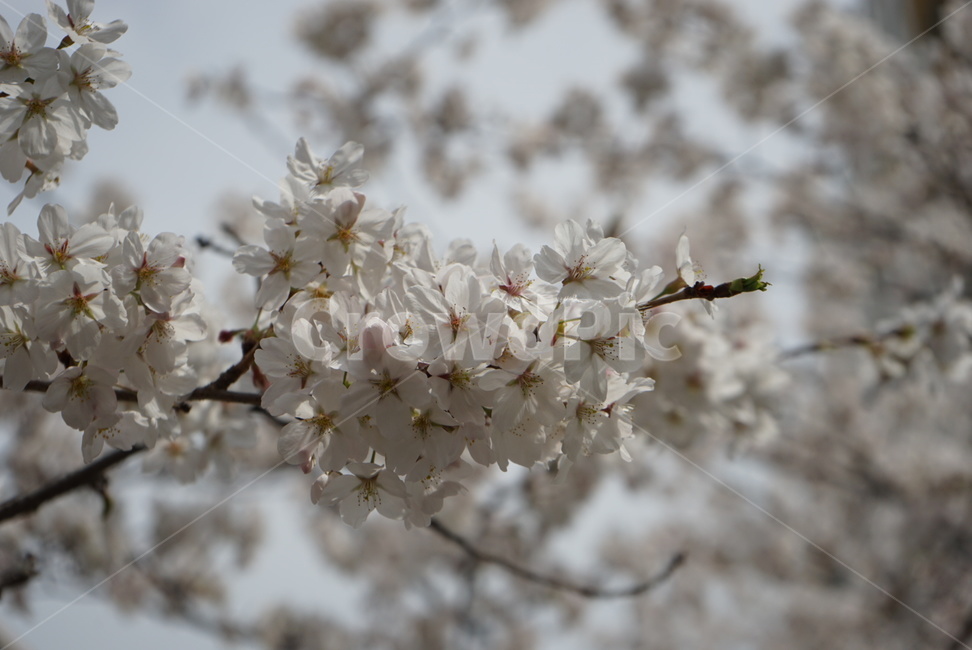 한국,벚꽃,봄,cherryblossom,flower,season,spring,따뜻함,햇살,봄,계절,spring,season,식물,자연,plants,nature,꽃,flower,plant,blossom