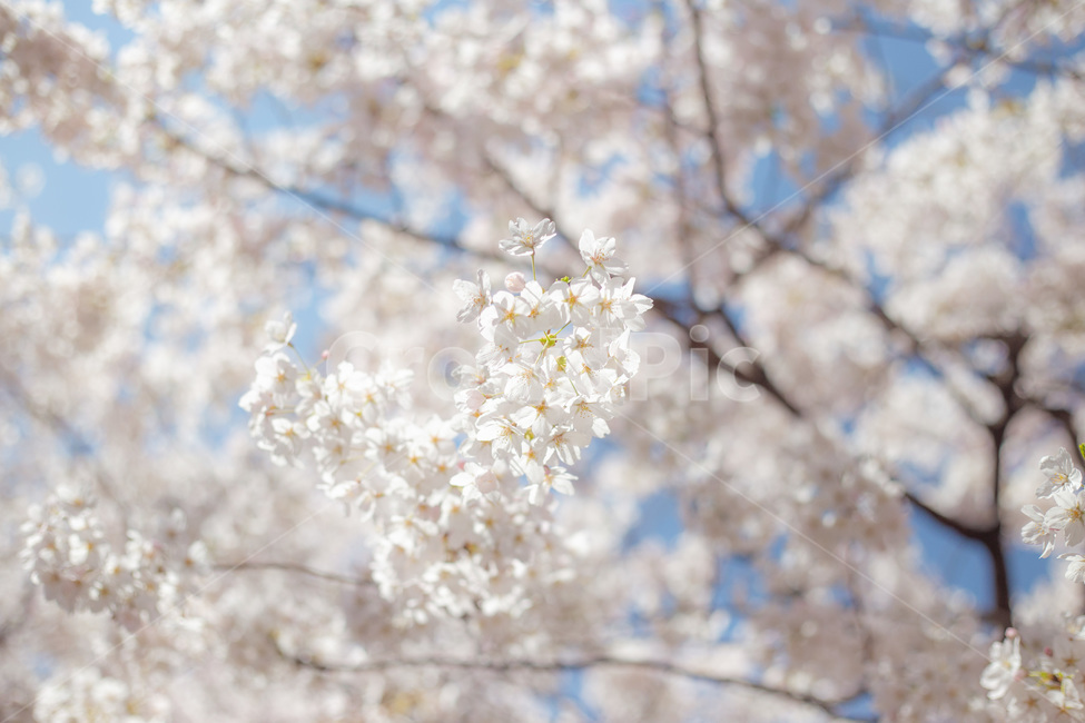 벚꽃,꽃,봄꽃,봄,하늘,봄,계절,spring,season,plant,식물,flower,blossom,cherry blossom