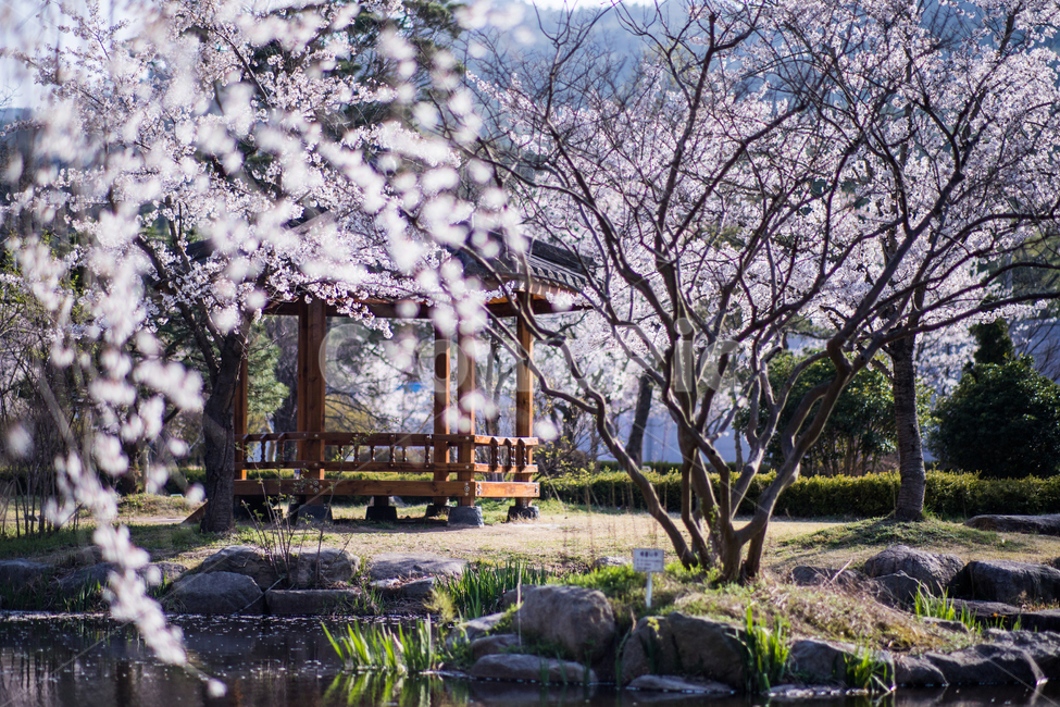 경북,경주,벚꽃,산림환경연구원,정자,봄,계절,spring,season,자연,풍경,nature,landscape,한국자연풍경,한국자연경관,korea nature landscape,plant,식물,blossom,꽃,flower