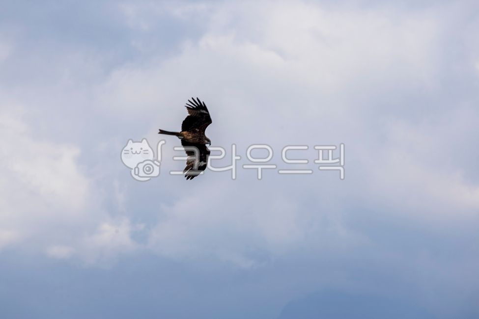 Birds of prey,birds,wild birds,flight,aerial flight,wild animals,magpie,black kite