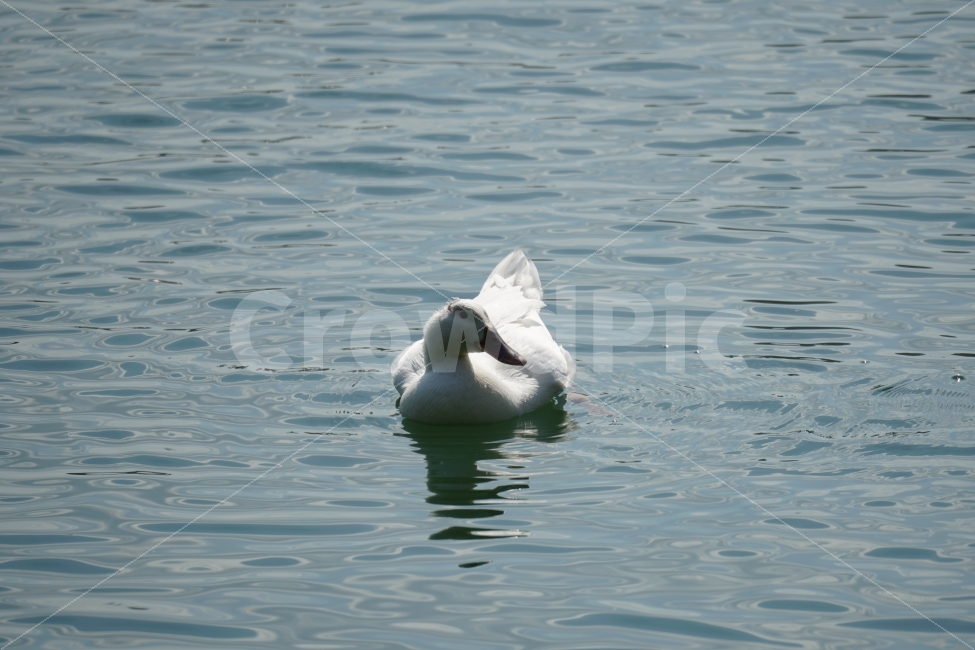 오리,백조,새,조류,동물,호수,강,자연,nature,bird,duck,lake,river,animal,헤엄,수영,swim,swan,스완,물,water,물결,감성,감성사진,스냅,스냅사진,snap,snapshot,풍경,landscape,고니,한국자연,korea,석촌호수,서울,seoul,코리아,동물,animal,조류,새,birds