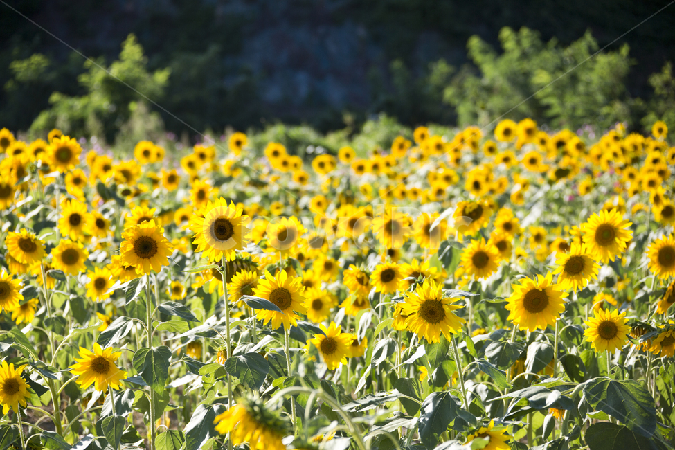 해바라기,sunflower,노란색,꽃,빛,해바라기밭,노랑,꽃밭,식물,자연,plants,nature,꽃,flower