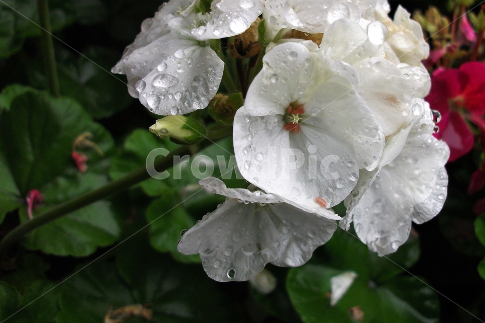 꽃,아름다움,비,물방울,자연,싱그러움,flower,rain,fresh,beautiful,plant,식물,자연,plants,nature,꽃,flower