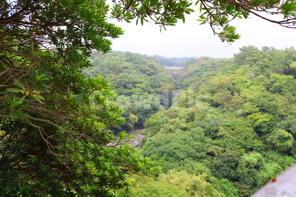 나무,계곡,자연,풍경,식물,자연,풍경,nature,landscape,outdoors,옥외,vegetation,초목,plant