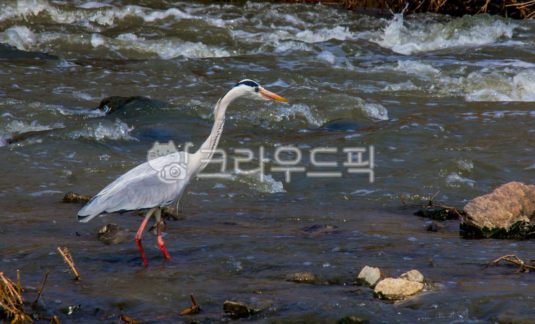 왜가리,heron,자연,nature,옥외,outdoors,물,water