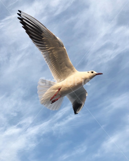 갈매기,부산,여행,새,하늘,동물,animal,조류,새,birds