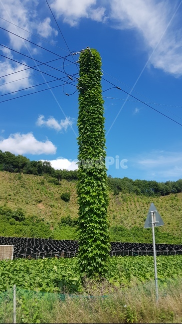 전신주,나무잎,도로,시골,전선