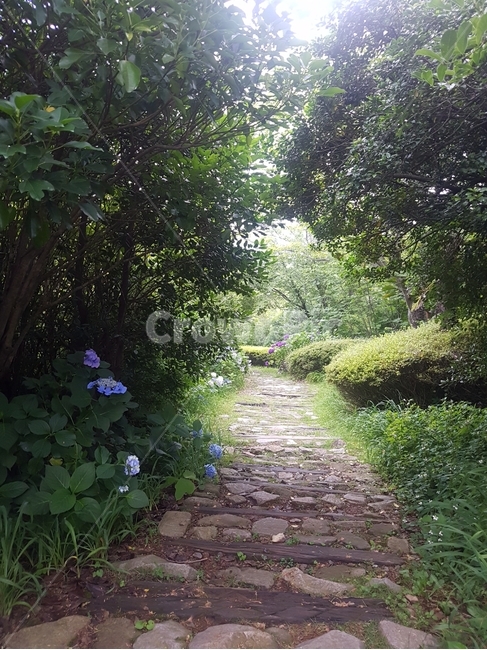 통로,정자,정원,path,arbour,garden,flagstone,outdoors,자연,수국,꽃,자연,풍경,nature,landscape,판석,옥외,walkway,보도