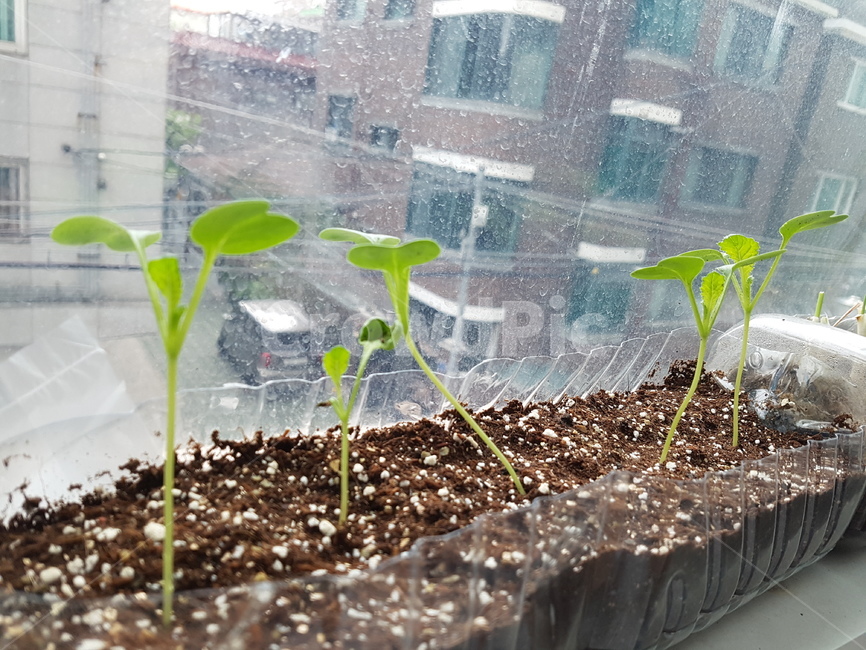 plant,식물,화분,상추,새싹,식물,자연,plants,nature