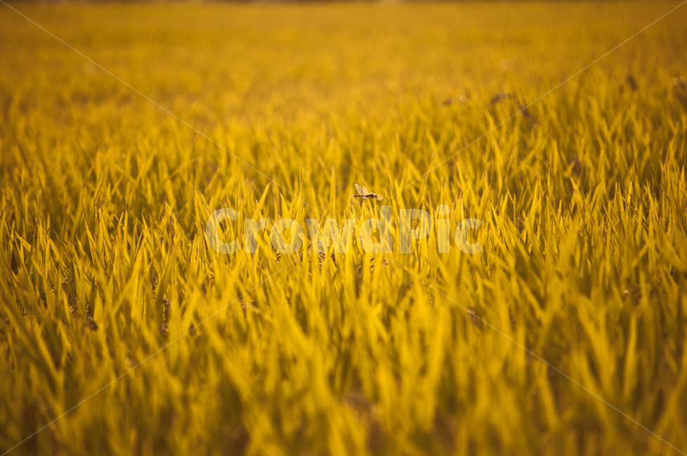 노을,해질녘,가을,논,보리,시골,마을,풍경,landscape,country,rural,town