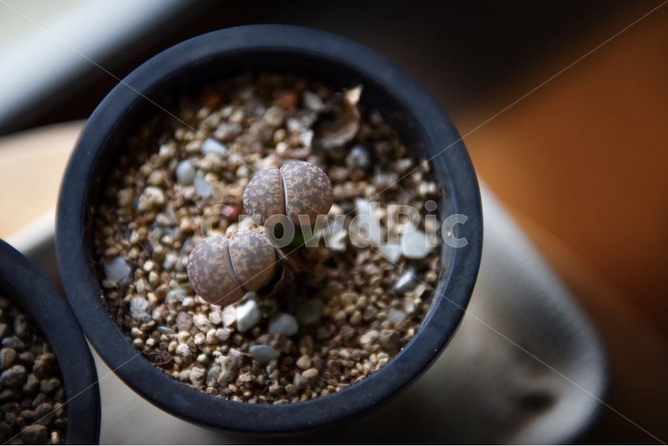 다육이,식물,화분,꽃,다육,레슬리,도로시,식물,자연,plants,nature,실내용화초,화분,화초,house plant