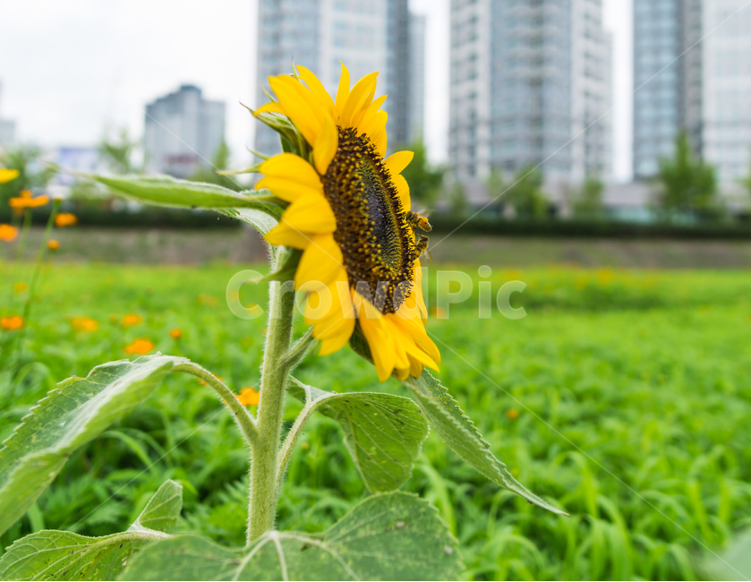 해바라기,꿀뻘,벌,꽃,접사,곤충,여름꽃,bee