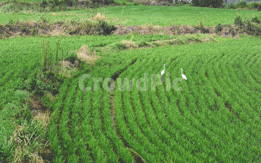 outdoors,옥외,grassland,목초지,field,들,nature,자연,countryside,한지방,paddyfield,패디필드,논,두루미,자연,풍경,nature,landscape