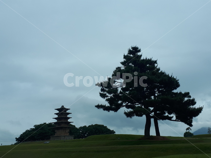 익산,왕궁리유적,오층석탑,백제석탑,소나무,안개,흐린날씨,탑
