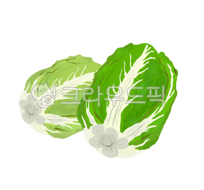 김치,배추김치,한국음식,김장재료,김치일러스트,배추,실한배추,싱싱한배추,배추일러스트,김치재료,김치재료일러스트,김장하는날,김장