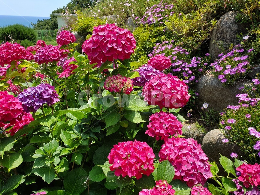 꽃,flower,식물,수국,여름꽃,예쁜꽃